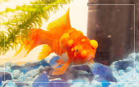 Dropsy is not a disease in itself with dropsy your betta is probably floating on top of the water. Freshwater Aquarium Fish Diseases Symptoms Remedies