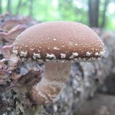 Image result for Lentinus edodes