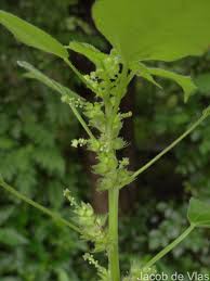 Image result for Acalypha ciliata