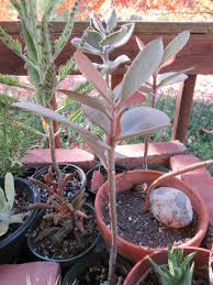 Image result for Chlorophytum amplexicaule