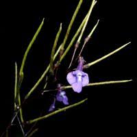 Image result for Streptocarpus glandulosissimus