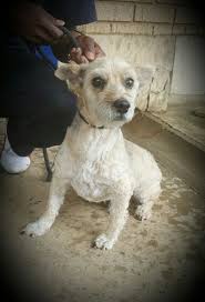 I Am Fuzzy A 10 Year Old Maltese Boy Looking For A Family Of My Own