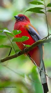 Birds With Redheads In Ohio Red Headed Trogon Pretty Animals Colorful Birds Beautiful Birds
