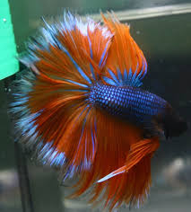 Therefore, there are names inspired by. Betta Fish Blue Orange White Rim Halfmoon Hm Male Betta Fish Bettafish Betta Fish Betta Fish