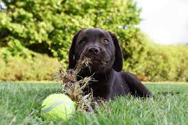 Why Does My Dog Eat Grass Hellobark