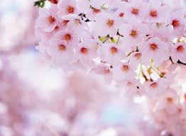 Floral wallpaper spring wallpaper nature rose sunflower be inspired by the beauty of nature with this gorgeous collection of flower wallpapers and images. Cherry Blossom Wallpapers