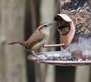 Atrayendo a las Aves | Celebrate Urban Birds