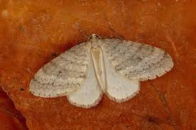 Image result for Operophtera fagata