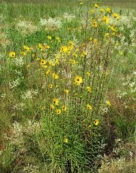 Image result for Helianthus angustifolius