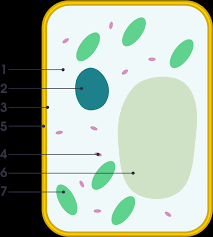 Prokaryotes are very simple cells, probably first to inhabit the earth. Simple Diagram Of Plant Cell Simple Plant Cell Labeled Hd Png Download Plant Cell Png Transparent Png Download 5764505 Pngfind
