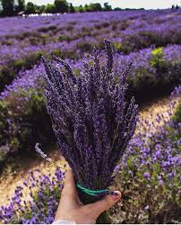 We did not find results for: Fresh Lavender Small Purple Flowers Lavender Flowers Flowers For Sale