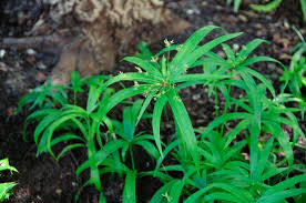 Image result for Cyperus nduru