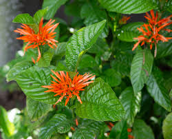 Image result for Justicia spicigera