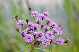 Image result for Vernonia guineensis