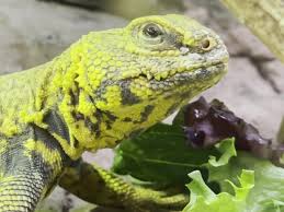 Ken the bug guy/an exotic pet shop has been around for a bit and they are on my consistent list for dubias for our bearded dragons. Ever Evolving Exotics Home Facebook