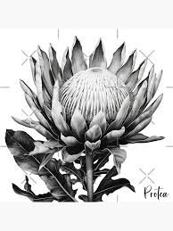 Image result for Protea