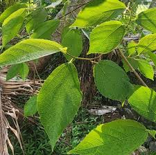Image result for Ficus exasperata