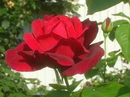 The rose cream yves piaget opens beautifully from an unusual full bud into a peony shaped rose. Yves Piaget Rose From Luxury Watches To Exquisite Roses