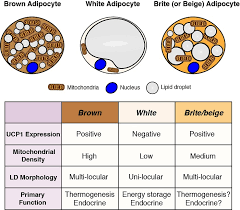 Our brown fat can't burn as much energy as the brown fat in mice, and some evidence suggests its normal energy burning level is so low as to be irrelevant. Adipocytes