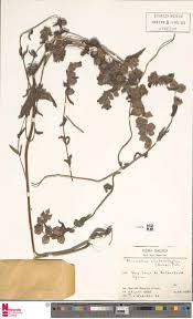 Image result for Cheilanthes angustifrondosa