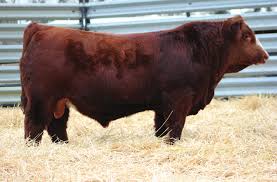 18th Annual Bull Sale 18th Annual Bull Sale