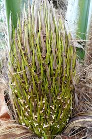 Image result for Elaeis