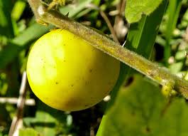 Image result for Solanum viarum