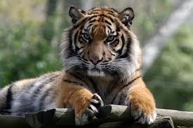 Tiene más de 130 años y tiene alrededor de 2000 animales. Entradas Com Desconto No Jardim Zoologico Portugal4fun