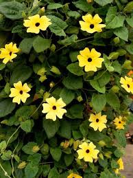 Maybe you would like to learn more about one of these? Climbing Vines For Containers Flowering Vines Hanging Flower Baskets Climbing Vines