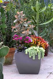 Pin On Succulents Madness