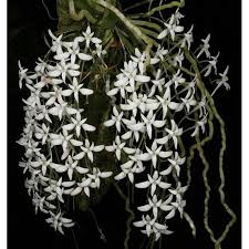 Image result for Mystacidium venosum