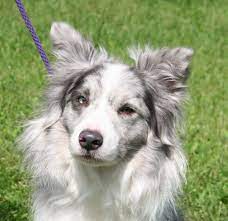 Kali Border Collie Rescue Border Collie Border Collie Rescue Dog Adoption