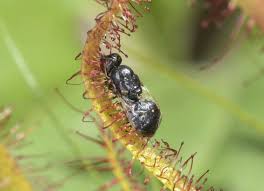 And an occasional bug, of course. Manitoulin S Carnivorous Plants The Manitoulin Expositor