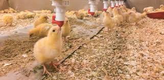 Puntos vitales en el arranque de las pollitas reproductoras