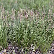 Image result for Carex petitiana