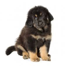 Maybe you would like to learn more about one of these? Tibetan Mastiff Puppy Images Free Vectors Stock Photos Psd