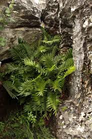 Image result for Blechnum tabulare