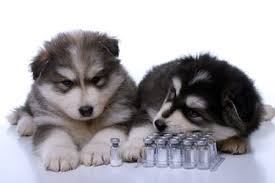 Pet vaccinations are one of the most important things you can do for the health of your pet. Pet Vaccination And Immunization Harmony Animal Hospital