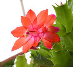 Christmas cactus can be a little more difficult to track down, i got both of mine as starts from folks. Christmas Cactus Calloway S Nursery