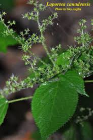 Image result for Laportea ovalifolia