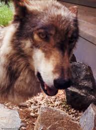 Our response to controversies as they arise is to provide information that helps people to make their own informed decisions. International Wolf Center In Ely Minnesota Celebrates 25th Anniversary Midwest Guest