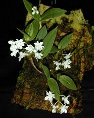 Image result for Habenaria aberrans