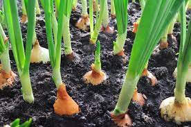 How to grow onions . Hot Weather Onions What Onions Grow Best In Zone 9 Regions