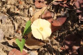 Image result for Convolvulus aschersonii