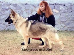 Sable Black And Cream German Shepherd Steel Cross German Shepherd Dogs German Shepherd German Shepherd Dogs Shepherd Dog