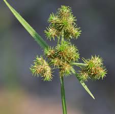 Image result for Fuirena stricta