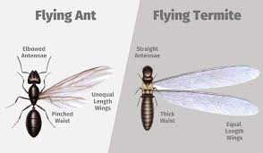 As one can tell by the name, the company specializes in freeing homes of termite issues. How To Tell The Difference Between Flying Ants And Termites Proactive Pest Control