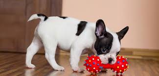Minihunde Kleine Hunderassen Mit Bild