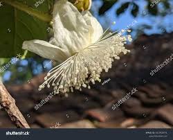 Image result for Hibiscus aponeurus