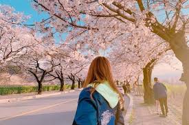 Satunya berada di seoul dan satunya berada di kota yongin. Grantnsaipan Taman Bunga Sakura Di Korea Selatan